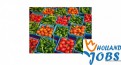 Praca w Holandii przy pakowaniu owoców/Bonus 100 euro Praca w Holandii przy pakowaniu owoców/Bonus 100 euro