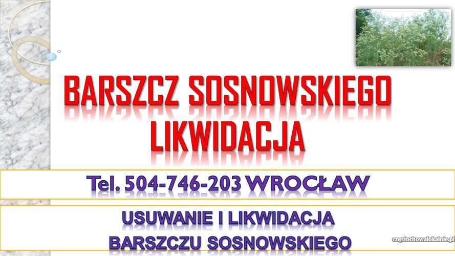 Usuwanie barszczu Sosnowskiego, cena, tel. 504-746-203, likwidacja