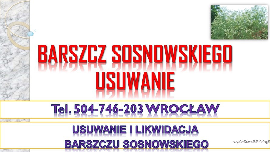 2_likwidacja_barszczu_sosnowskiego_cena_wroclaw.jpg