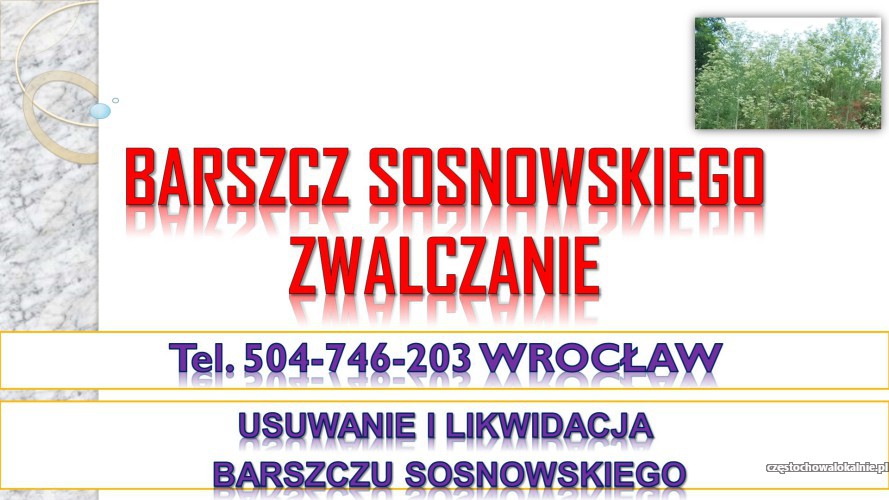 3_zwalczanie_barszczu_sosnowskiego_cena_wroclaw.jpg