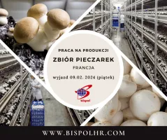 Praca na produkcji - zbiór pieczarek Praca na produkcji - zbiór pieczarek