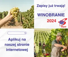 Winobranie 2024 Winobranie 2024