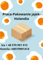Pakowanie jajek- Holandia - wymagane prawo jazdy kat. B Pakowanie jajek- Holandia - wymagane prawo jazdy kat. B