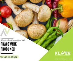 Holandia- Praca na produkcji z atrakcyjną stawką Holandia- Praca na produkcji z atrakcyjną stawką