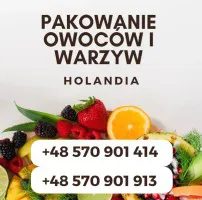 Praca OD zaraz- potrzebni pracownicy produkcyjni w Holandii Praca OD zaraz- potrzebni pracownicy produkcyjni w Holandii