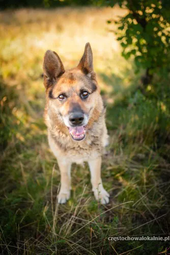 Flapy - niekonfliktowy, łagodny owczarek do adopcji!