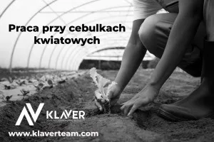 Praca za granicą- Praca przy cebulkach- od zaraz! Praca za granicą- Praca przy cebulkach- od zaraz!