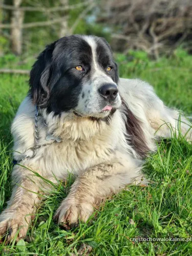 falkor-olbrzym-o-golebim-sercu-szuka-domu-47896-zdjecia.webp