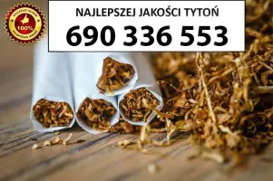 Super Jakości TYTOŃ 80 PLN/1KG Super Jakości TYTOŃ 80 PLN/1KG