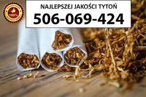 Znakomitej jakości TYTOŃ 80 PLN / 1KG Znakomitej jakości TYTOŃ 80 PLN / 1KG