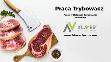 Trybowanie wołowiny- praca w Holandii od zaraz Trybowanie wołowiny- praca w Holandii od zaraz